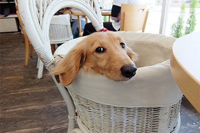 ワンちゃん様ベット