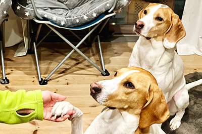 しつけ教室の様子